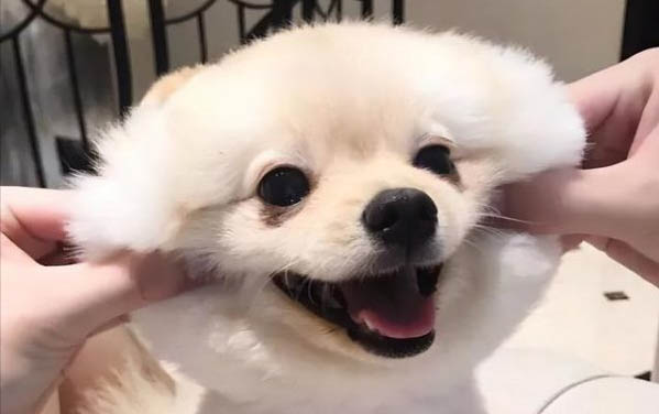 小狗拉果凍蛋清狀便便是怎么了