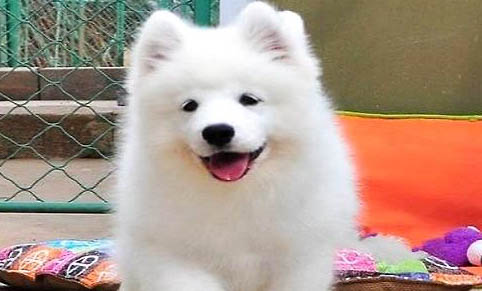 薩摩耶犬和銀狐犬如何分辨