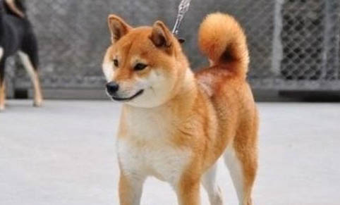 狗狗腹水怎么排出體外
