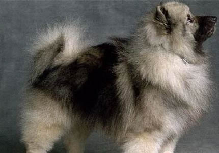 怎么給荷蘭毛獅犬減肥