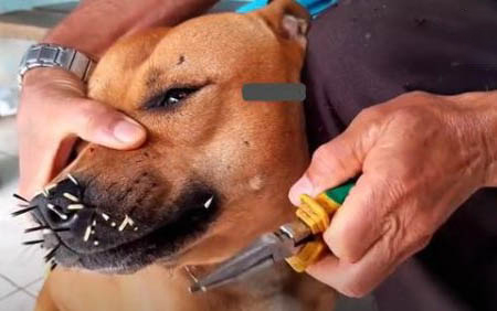狗狗腎衰竭初期癥狀！