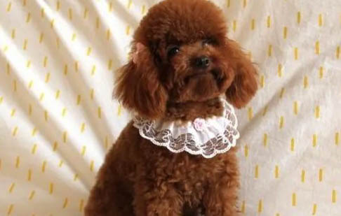 貴賓犬要多久晚上才不叫