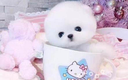 茶杯博美犬能活多久？