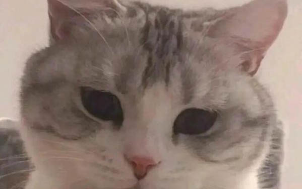 小貓感冒了怎么辦,注意什么