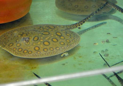 文種金魚哪種比較好養