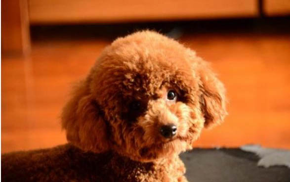 如何馴養小型泰迪狗犬狗糧呢