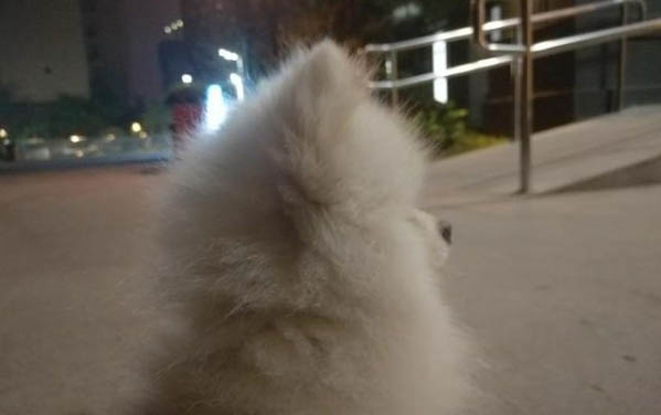 狗狗得細小病毒打血清可以嗎