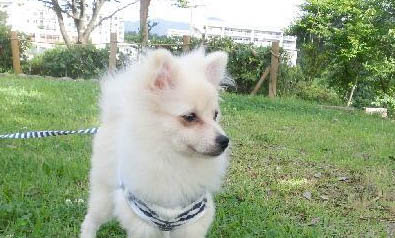 幼犬要多久才能長大？