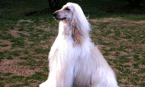 維希拉獵犬身上長癬怎么治