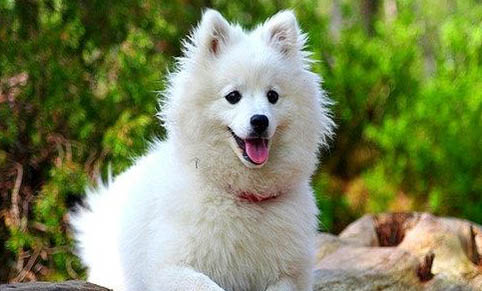 芬蘭狐貍犬有哪些喜好