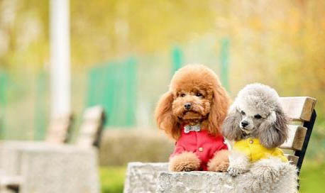 貴賓犬和比熊哪個(gè)聰明