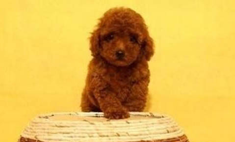 貴賓犬要多久晚上才不叫