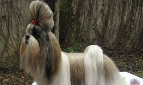 西施犬受傷怎么處理傷口