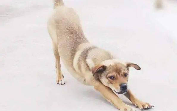 狗狗拉稀可以吃什么藥