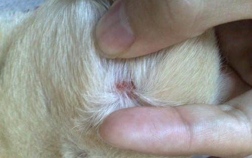 狗大便干燥解決方法