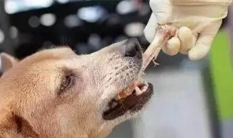 狗狗一直在發抖，可能是這些原因