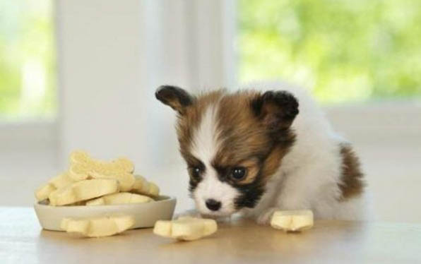 最大的犬是什么犬