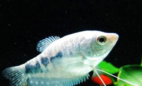 春天釣魚用什么味型打窩