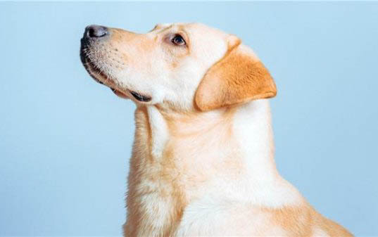 拉布拉多幼犬拉稀怎么辦呢