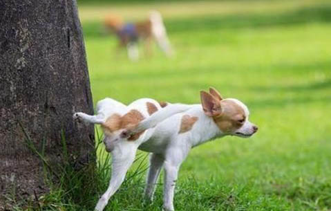 狗狗怎么樣可以預防犬瘟？