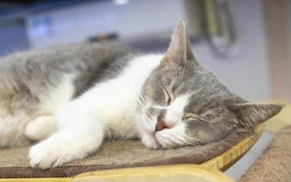 會跑的小貓應該是多大了