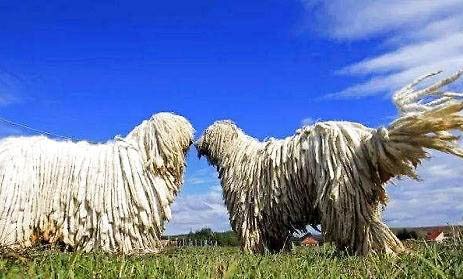 可蒙犬不愛吃東西的原因及處理方法