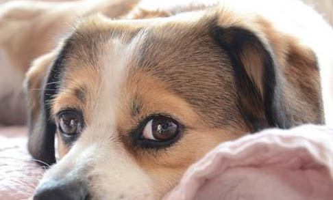 犬瘟會自愈嗎