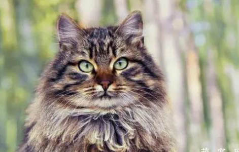 Husky西伯利亞雪橇犬（哈士奇）小知識(shí)