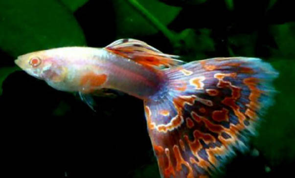孔雀魚產(chǎn)仔需要多長時間