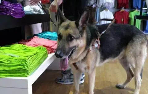 狗狗安樂死大約多少錢