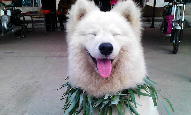 狗狗腎衰竭初期癥狀