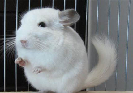 純白龍貓多少錢一只