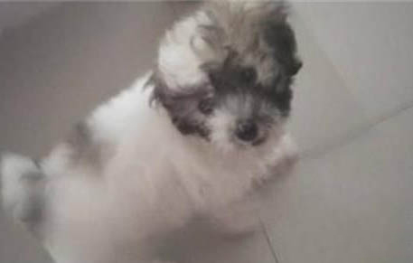 比熊犬淚痕的產生原因及處理方法？
