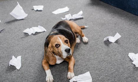 狗狗狂犬疫苗多久打一次