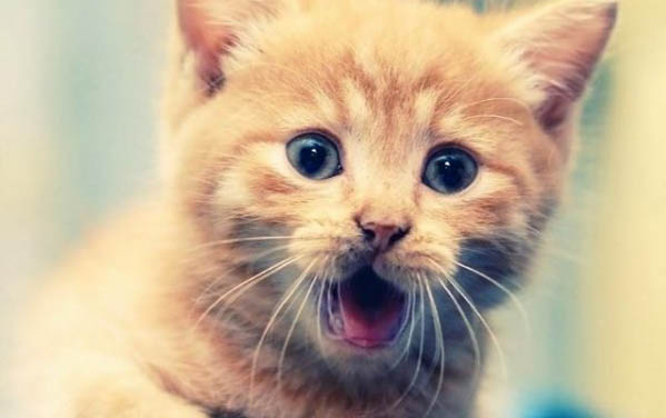 小貓喂養方法和注意事項