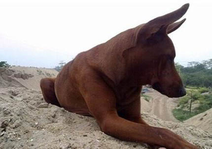 普羅特獵犬消化不良