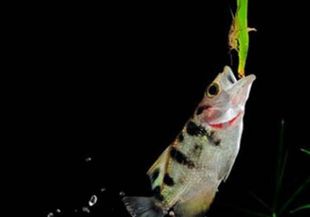 魚頭朝下倒立還能活嗎