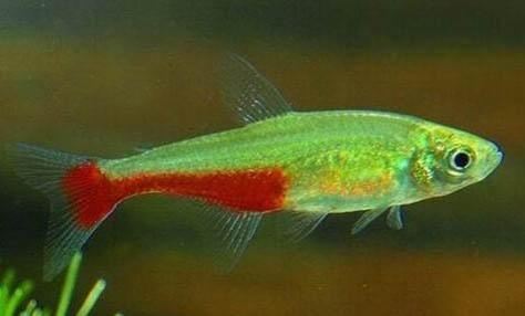 金龍魚用什么燈照比較好