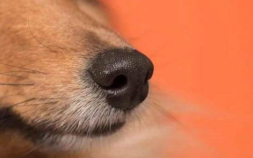 狗狗洗澡為什么會有虱子呢