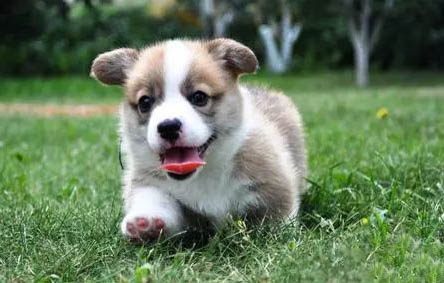柯基犬的缺點有哪些