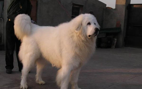 大白熊犬夏天多久洗澡一次啊