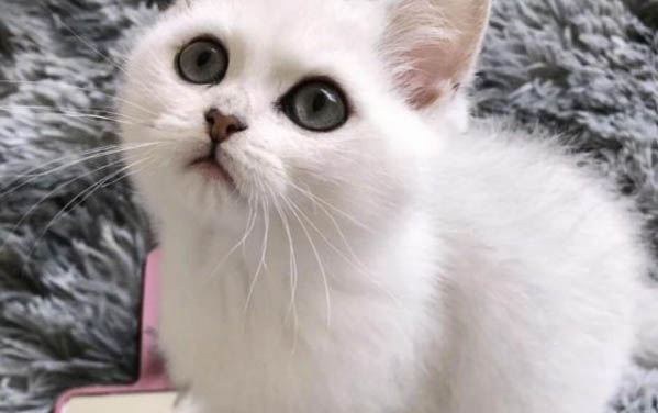 貓咪下嘴唇禿了，該怎么辦？