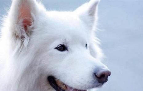 薩摩耶犬能活多久