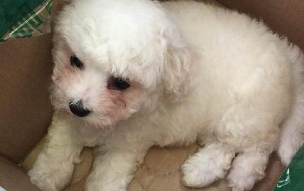 比熊犬淚痕的形成原因有哪些？