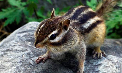 寵物鼠種類有哪些