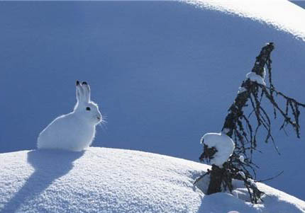 北極兔能不能家養(yǎng)