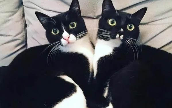 貓咪口腔里黑色的是正常的嗎