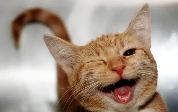 小貓咪幾個月可以驅蟲