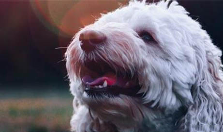 怎么改善狗狗腸胃不好的問題