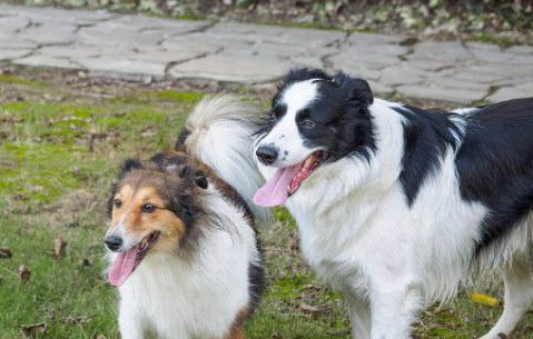 蘇牧犬和喜樂蒂的差別